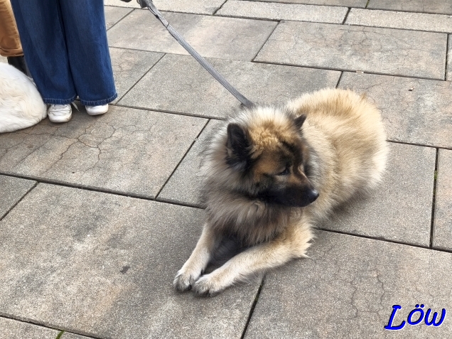 2.11.2025 - Dwix hat genug